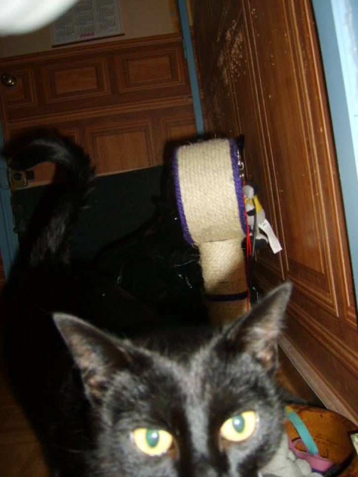 Picture of a cat / kitten / feline