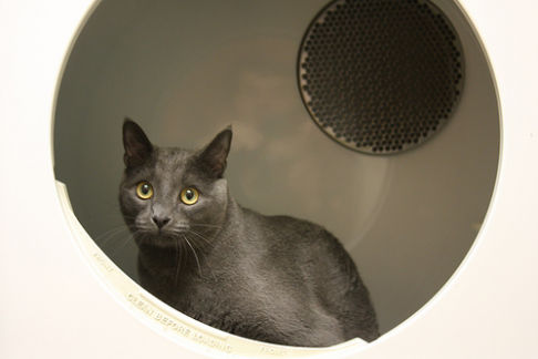 Picture of a cat / kitten / feline