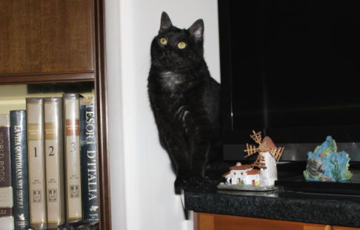 Picture of a cat / kitten / feline