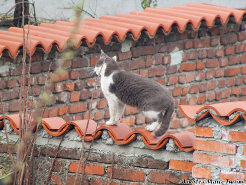 Picture of a cat / kitten / feline