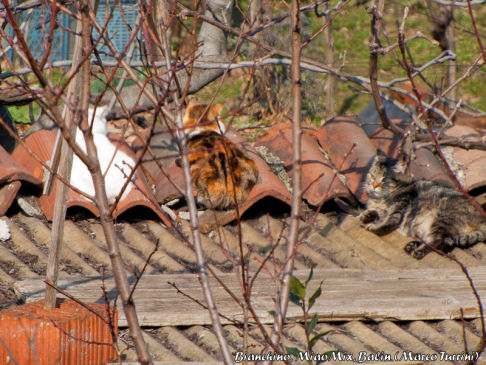 Picture of a cat / kitten / feline