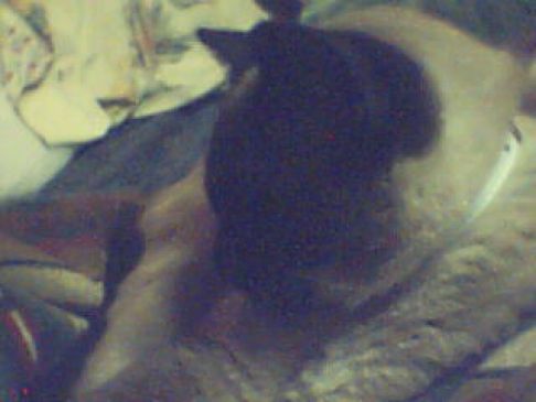 Picture of a cat / kitten / feline