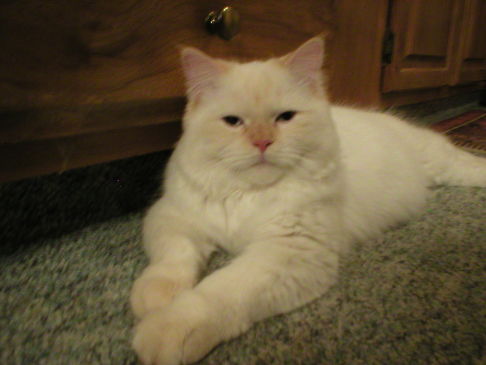 Picture of a cat / kitten / feline