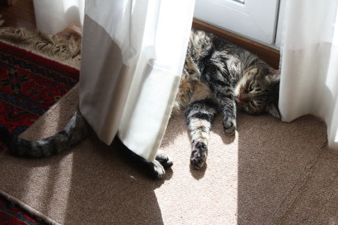 Picture of a cat / kitten / feline