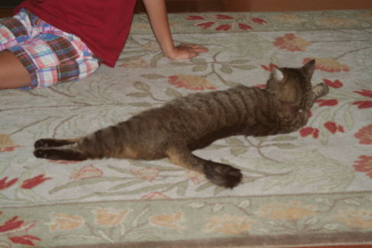 Picture of a cat / kitten / feline