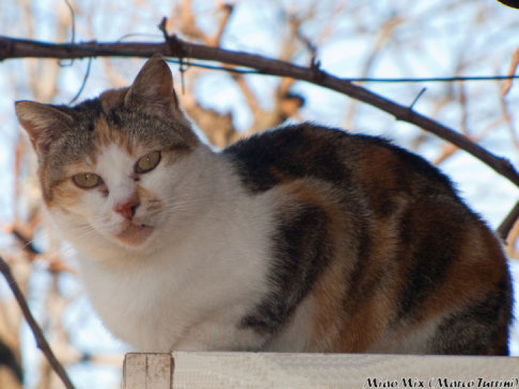 Picture of a cat / kitten / feline