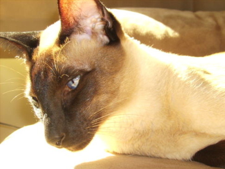 Picture of a cat / kitten / feline