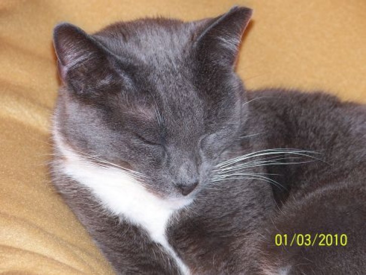 Picture of a cat / kitten / feline