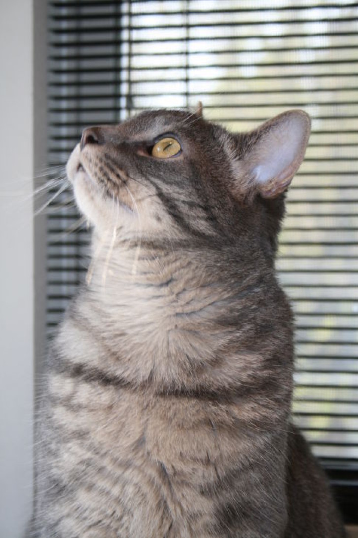 Picture of a cat / kitten / feline