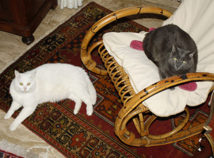 Picture of a cat / kitten / feline