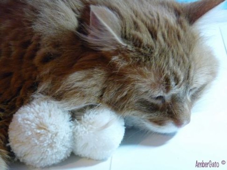 Picture of a cat / kitten / feline