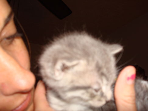 Picture of a cat / kitten / feline