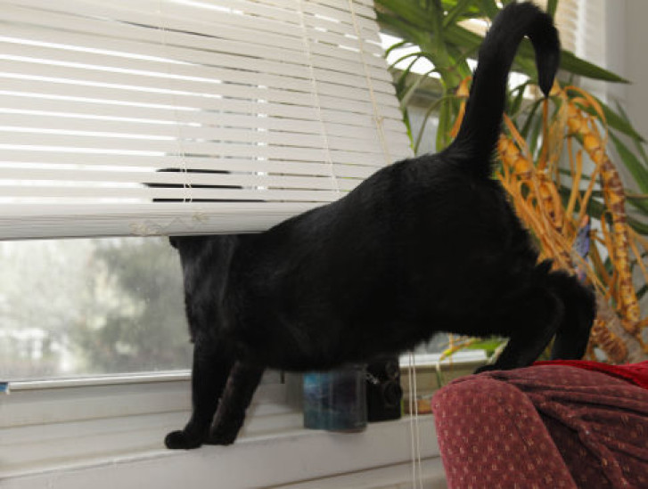 Picture of a cat / kitten / feline