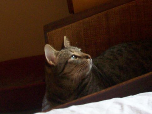 Picture of a cat / kitten / feline