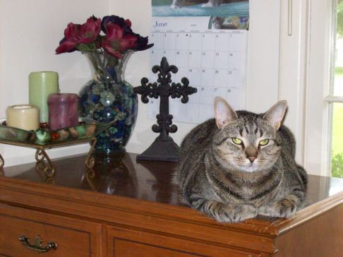 Picture of a cat / kitten / feline