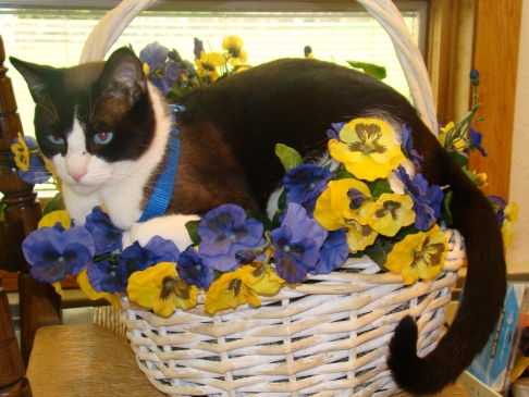 Picture of a cat / kitten / feline