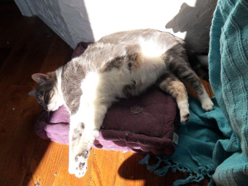 Picture of a cat / kitten / feline