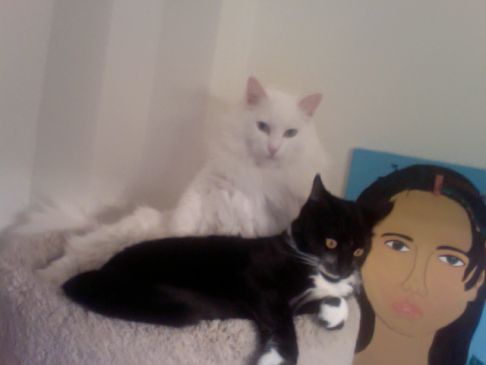 Picture of a cat / kitten / feline