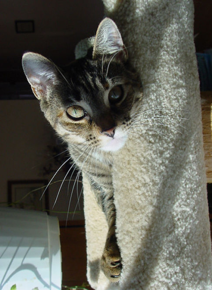 Picture of a cat / kitten / feline