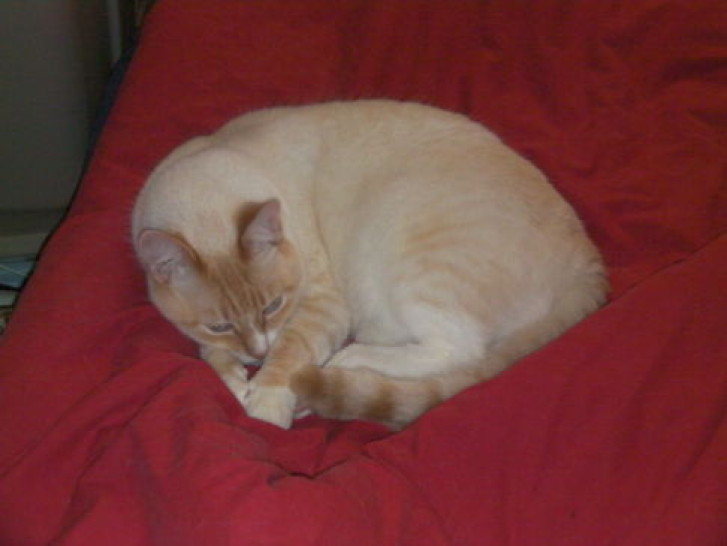 Picture of a cat / kitten / feline