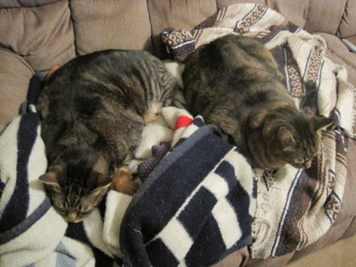 Picture of a cat / kitten / feline