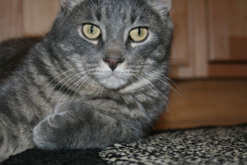 Picture of a cat / kitten / feline