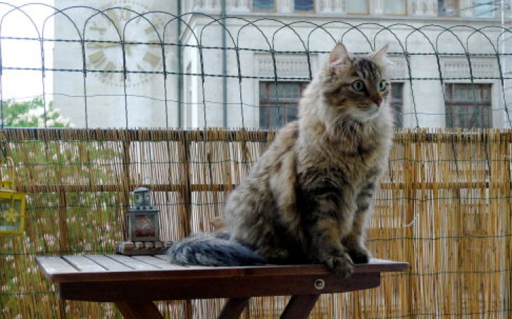 Picture of a cat / kitten / feline