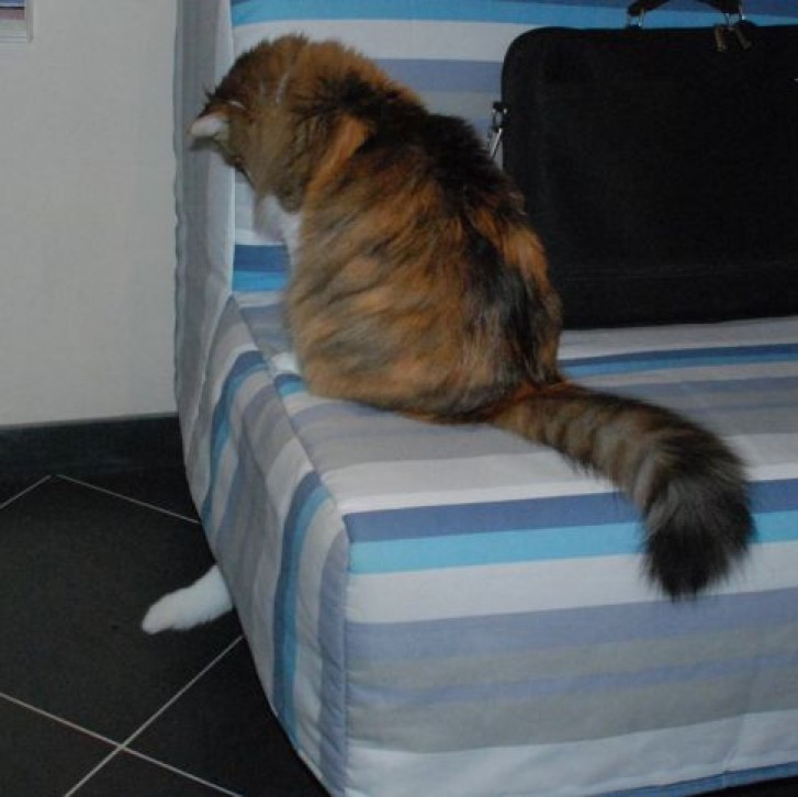 Picture of a cat / kitten / feline