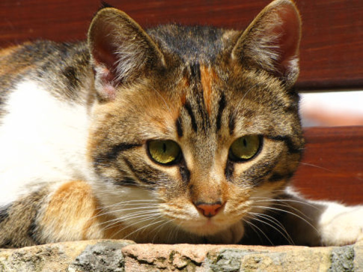 Picture of a cat / kitten / feline