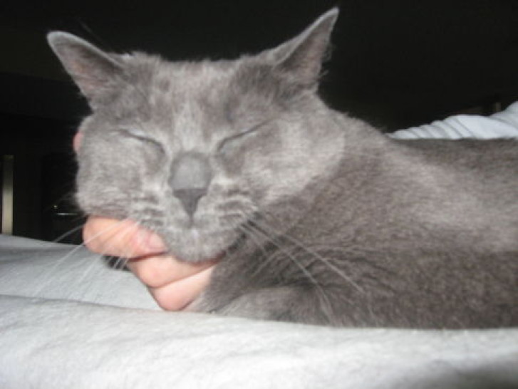 Picture of a cat / kitten / feline