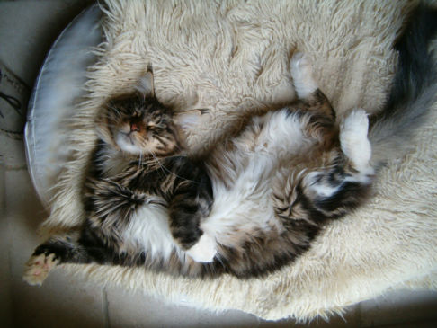 Picture of a cat / kitten / feline