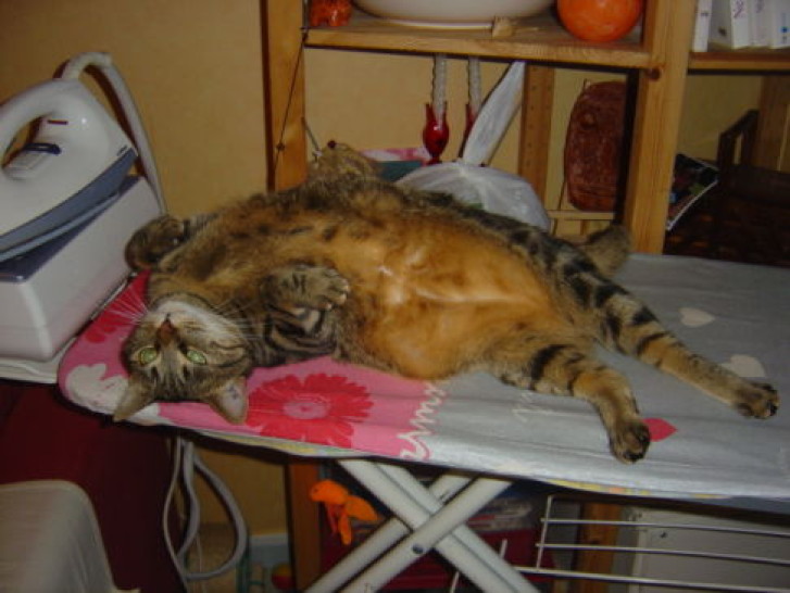 Picture of a cat / kitten / feline