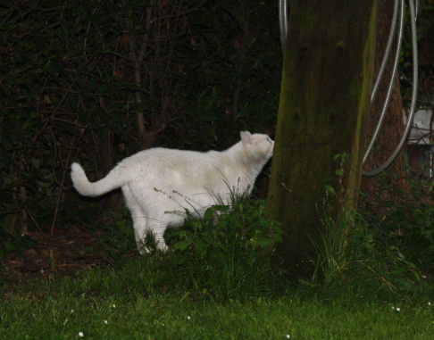 Picture of a cat / kitten / feline