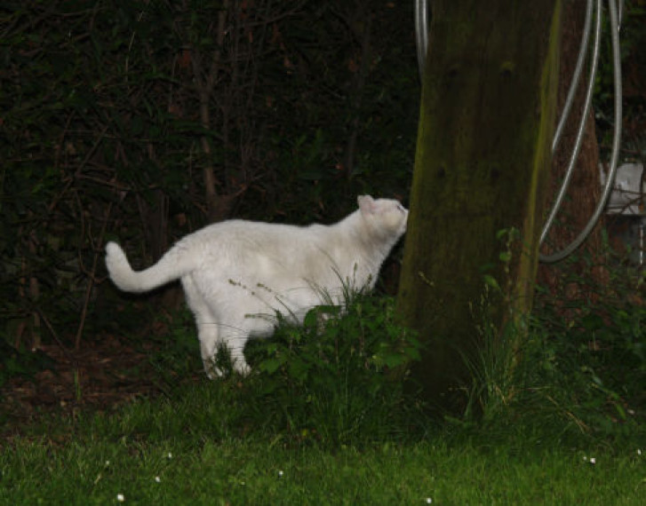 Picture of a cat / kitten / feline