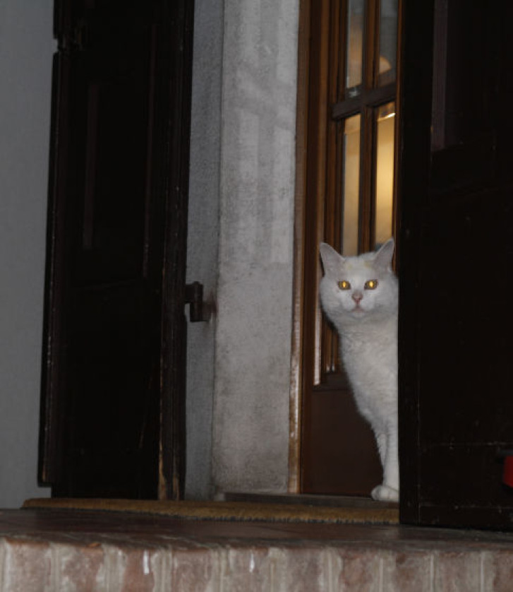 Picture of a cat / kitten / feline