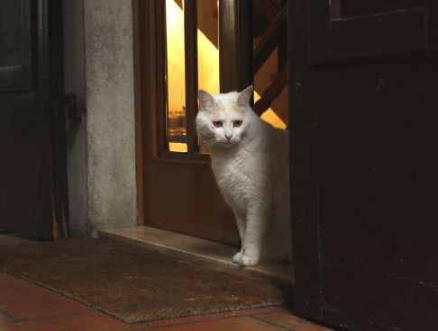 Picture of a cat / kitten / feline