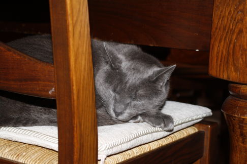 Picture of a cat / kitten / feline