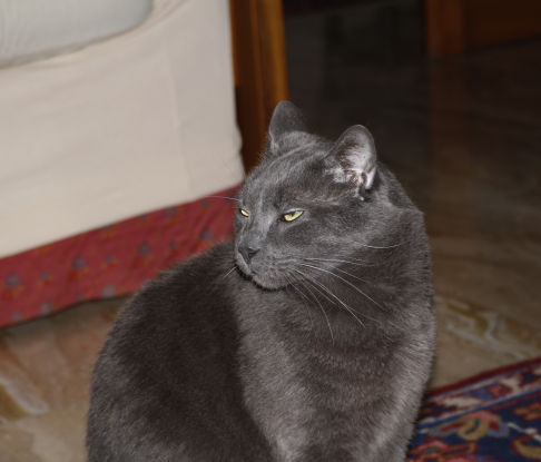 Picture of a cat / kitten / feline