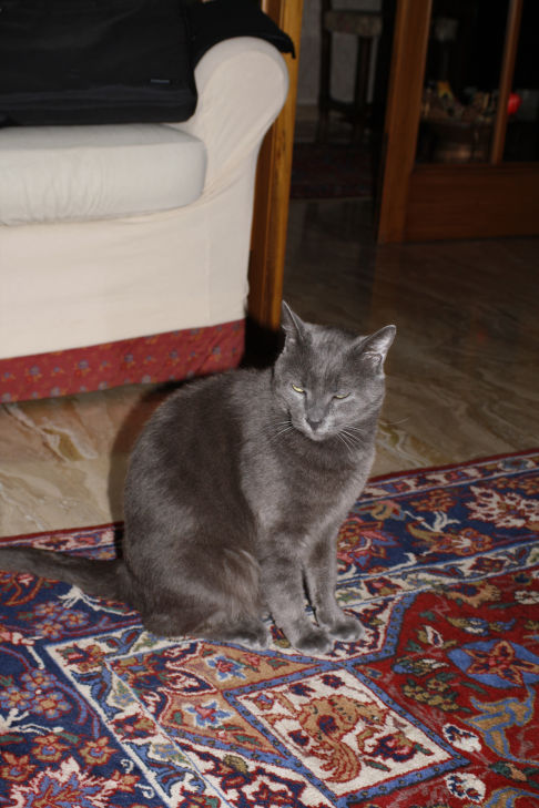 Picture of a cat / kitten / feline