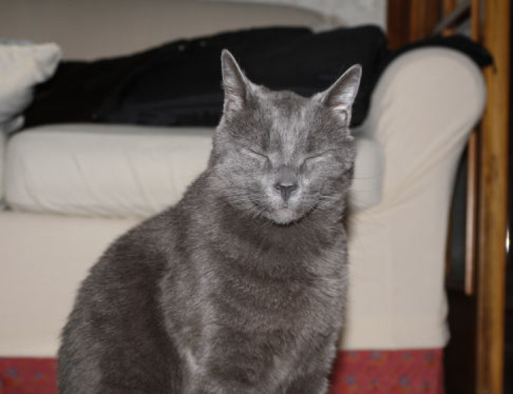 Picture of a cat / kitten / feline