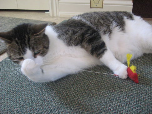 Picture of a cat / kitten / feline