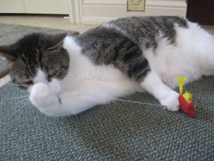 Picture of a cat / kitten / feline