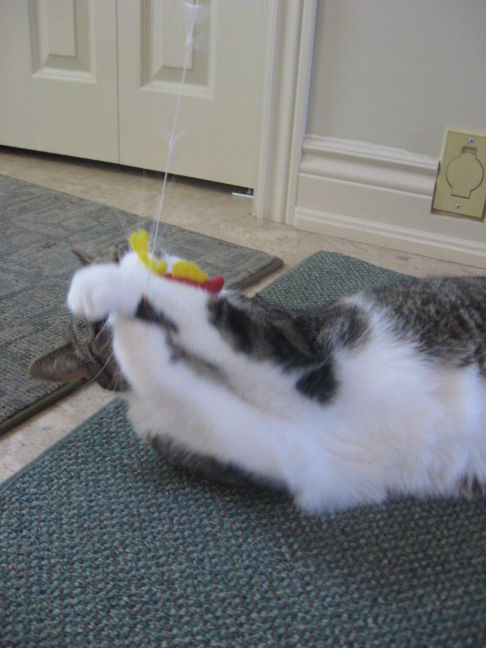 Picture of a cat / kitten / feline