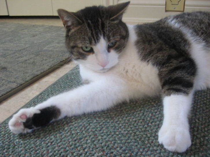 Picture of a cat / kitten / feline