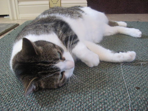 Picture of a cat / kitten / feline