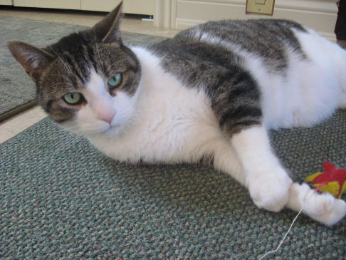 Picture of a cat / kitten / feline