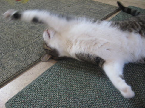 Picture of a cat / kitten / feline