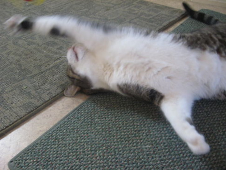 Picture of a cat / kitten / feline