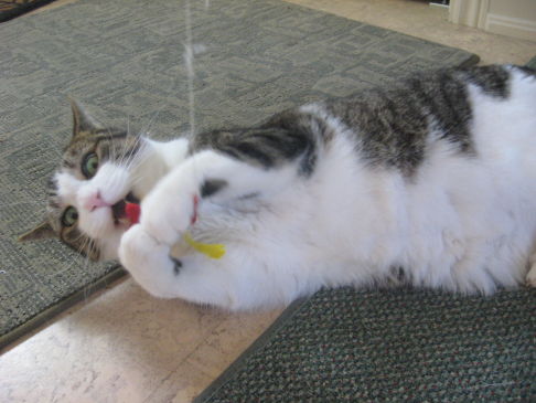 Picture of a cat / kitten / feline