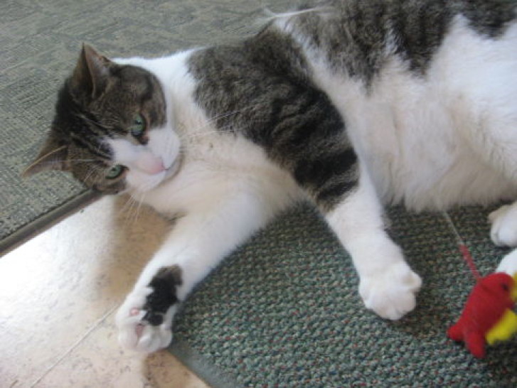 Picture of a cat / kitten / feline